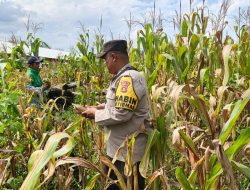 Bhabinkamtibmas Polsek Muara Kuang Cek Perkembangan Ketahanan Pangan Jagung di Desa