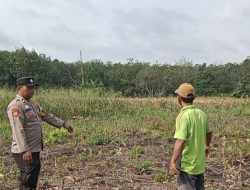 Perkuat Swasembada Pangan, Bhabinkamtibmas Polsek Indralaya Laksanakan Pengecekan Jagung Di Desa Payakabung