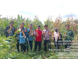 Kapolsek Indralaya Hadiri Panen Jagung Pipil Dukung Ketahanan Pangan di Desa Purnajaya