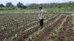 Personil Bhabinkamtibmas Polsek Muara Kuang Bersama Anggota Cek Pertumbuhan Tanaman Jagung Pipil Wujud Dukung Ketahanan Pangan