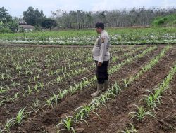 Personil Bhabinkamtibmas Polsek Muara Kuang Bersama Anggota Cek Pertumbuhan Tanaman Jagung Pipil Wujud Dukung Ketahanan Pangan