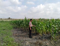 Dukung ketahanan pangan Nasional Kanit Binmas Polsek Indralaya tinjau lahan jagung pipil