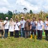 *Polsek Muara Kuang Bersama Pemerintah Desa Sukseskan Panen Jagung Program Ketahanan Pangan di Tambang Rambang