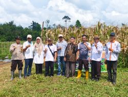 *Polsek Muara Kuang Bersama Pemerintah Desa Sukseskan Panen Jagung Program Ketahanan Pangan di Tambang Rambang