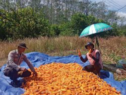 Polsek Muara Kuang Bersama Pemerintah Desa Panen Jagung Program Ketahanan Pangan di Desa Tanah Abang Ilir