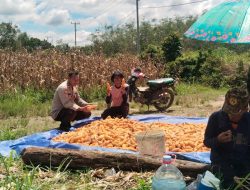 Polsek Muara Kuang Polres Ogan Ilir Dampingi Panen Jagung Program Ketahanan Pangan di Desa Sukananti