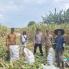 Panen Jagung di Rayon I Desa Burai, Kanit Binmas Polsek Tanjung Batu Turun Langsung Pantau Kondisi Warga   