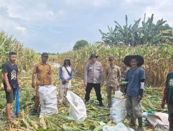 Panen Jagung di Rayon I Desa Burai, Kanit Binmas Polsek Tanjung Batu Turun Langsung Pantau Kondisi Warga   