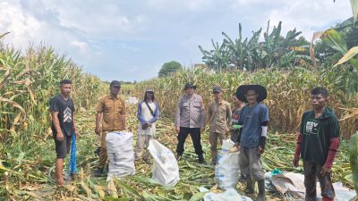 Panen Jagung di Rayon I Desa Burai, Kanit Binmas Polsek Tanjung Batu Turun Langsung Pantau Kondisi Warga   