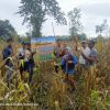 Polsek Tanjung Batu Ogan Ilir Dukung Ketahanan Pangan, Panen Jagung Bersama Kelompok Tani Bumdes Desa Ulak Kembahang