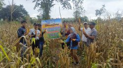 Polsek Tanjung Batu Ogan Ilir Dukung Ketahanan Pangan, Panen Jagung Bersama Kelompok Tani Bumdes Desa Ulak Kembahang