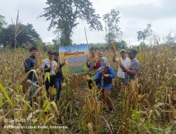 Polsek Tanjung Batu Ogan Ilir Dukung Ketahanan Pangan, Panen Jagung Bersama Kelompok Tani Bumdes Desa Ulak Kembahang