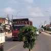 Jalan Raya Palembang-Betung di Simpang Rioseli Pangkalan Balai Amblas Lagi, Warga Tanam Pohon Pepaya sebagai Tanda Bahaya