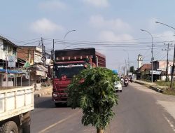 Jalan Raya Palembang-Betung di Simpang Rioseli Pangkalan Balai Amblas Lagi, Warga Tanam Pohon Pepaya sebagai Tanda Bahaya