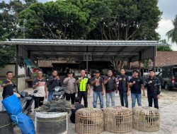 Kapolsek Tanjung Raja Gerebek Lokasi Sabung Ayam di Ogan Ilir, 1 Orang Diamankan