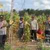 Dukung Ketahanan Pangan : Polsek Tanjung Raja Sambut Suksesnya Panen Jagung 7 Ton di Desa Belanti