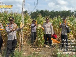 Dukung Ketahanan Pangan : Polsek Tanjung Raja Sambut Suksesnya Panen Jagung 7 Ton di Desa Belanti