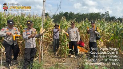 Dukung Ketahanan Pangan : Polsek Tanjung Raja Sambut Suksesnya Panen Jagung 7 Ton di Desa Belanti