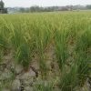 Musim Kemarau Panjang, Petani Padi Desa Karang Raja Terancam Gagal Panen