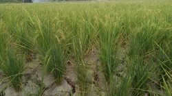Musim Kemarau Panjang, Petani Padi Desa Karang Raja Terancam Gagal Panen
