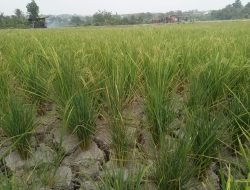 Musim Kemarau Panjang, Petani Padi Desa Karang Raja Terancam Gagal Panen