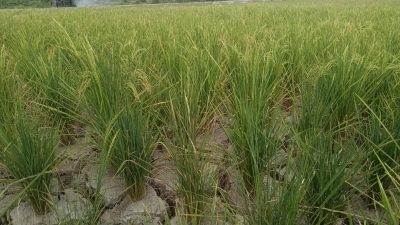 Musim Kemarau Panjang, Petani Padi Desa Karang Raja Terancam Gagal Panen