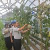 Perkuat Program Ketahanan Pangan, Lapas Muara Enim Panen Raya Melon Tanaman Warga Binaan