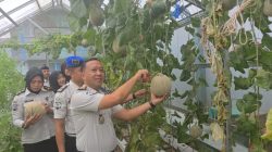 Perkuat Program Ketahanan Pangan, Lapas Muara Enim Panen Raya Melon Tanaman Warga Binaan