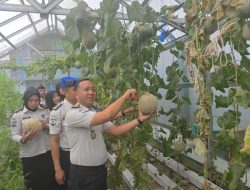 Perkuat Program Ketahanan Pangan, Lapas Muara Enim Panen Raya Melon Tanaman Warga Binaan