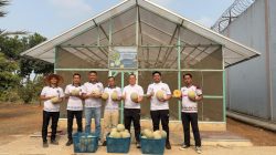 Lapas Muara Enim Kembali Gelar Panen Raya Melon, Dorong Produktivitas Program Pembinaan Kemandirian