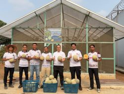 Lapas Muara Enim Kembali Gelar Panen Raya Melon, Dorong Produktivitas Program Pembinaan Kemandirian