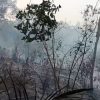 Kebakaran Landa 50 Hektar Kebun Karet di Pelajau, Warga Berjibaku Padamkan Api