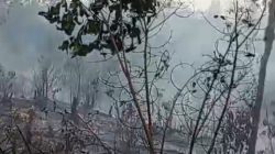 Kebakaran Landa 50 Hektar Kebun Karet di Pelajau, Warga Berjibaku Padamkan Api