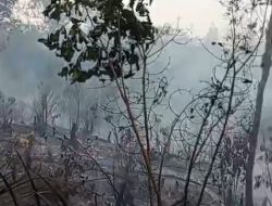 Kebakaran Landa 50 Hektar Kebun Karet di Pelajau, Warga Berjibaku Padamkan Api