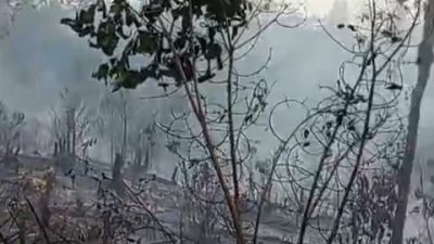 Kebakaran Landa 50 Hektar Kebun Karet di Pelajau, Warga Berjibaku Padamkan Api
