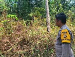 Tujuh Hotspot Terdeteksi di Wilayah Pulau Rimau, Polisi Lakukan Ground Check