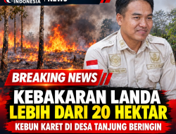 Kebakaran Landa Lebih dari 20 Hektar Kebun Karet di Desa Tanjung Beringin, Kepala Desa Desak Bantuan Alat Pemadam